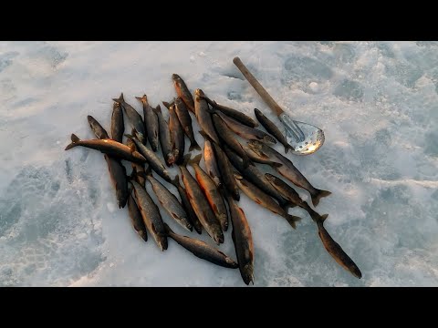 Видео: ВОЛКИ ГДЕ-ТО РЯДОМ!!В ГОРЫ ЗА ГОЛЬЦОМ