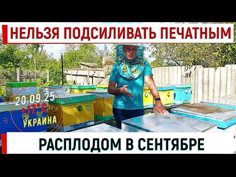 Видео: Нельзя подсиливать печатным расплодом в сентябре!