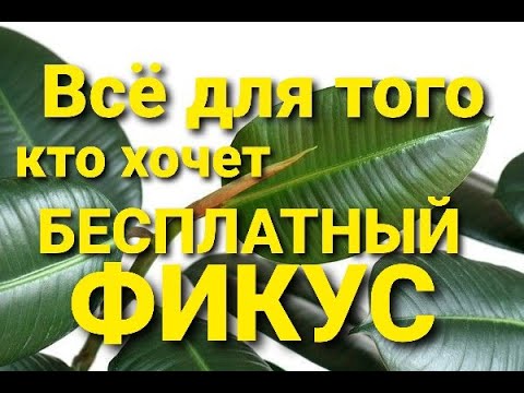 Видео: Фикус КАУЧУКОВЫЙ, как размножаться быстрее всего