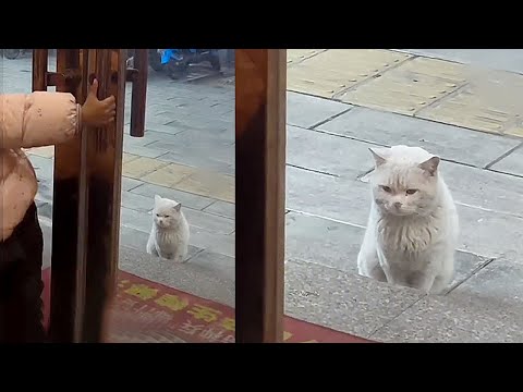 Видео: Бездомный котёнок просил еду, его выгнала и заперла снаружи девочка. Я спас его, а он укусил меня
