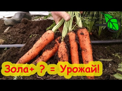 Видео: ЛУЧШЕ ЭТОЙ ПОДКОРМКИ НЕТ! Урожай моркови мешками! Финальная подкормка моркови перед уборкой.