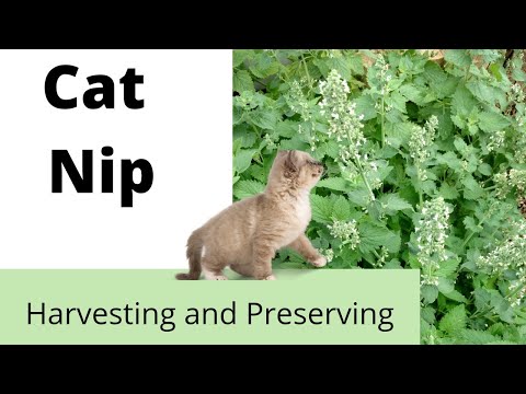 Видео: #Как собирать и хранить кошачью мяту + #Для чего используется кошачья мята