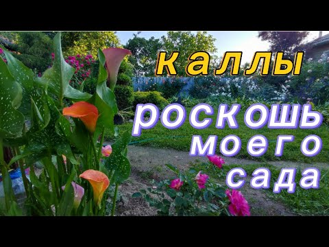 Видео: Почему ?  Как ?  Когда ? и  зачем  ?  Ответы  на  вопросы .