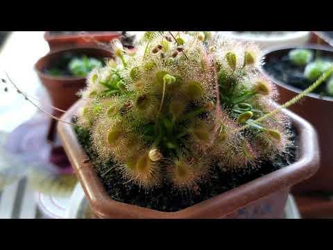Видео: Росянка. Drosera. Содержание и уход.