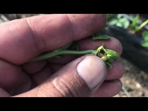 Видео: 75/20 ОПАСНЫЙ ВРЕДИТЕЛЬ клубники. Капельный полив. Малообъемка. Рассада спустя месяц.