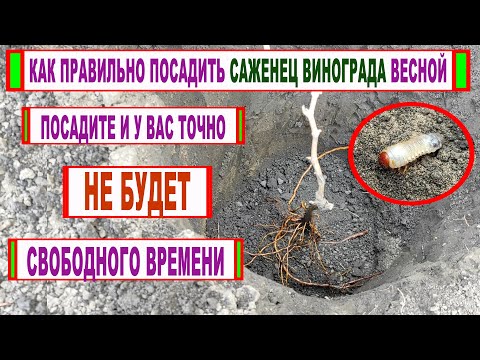 Видео: 🍇 Как ВЕСНОЙ ПРАВИЛЬНО ПОСАДИТЬ САЖЕНЕЦ ВИНОГРАДА на постоянное место. Какой ЗВЕРЬ может ПОМЕШАТЬ?