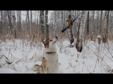 Видео: Охота с лайками на куницу. По заметённым следам...