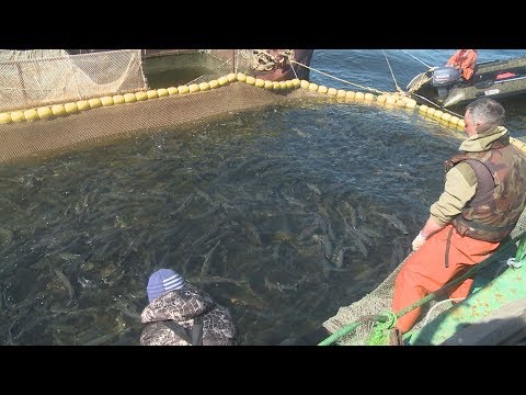 Видео: Нечётная Горбуша