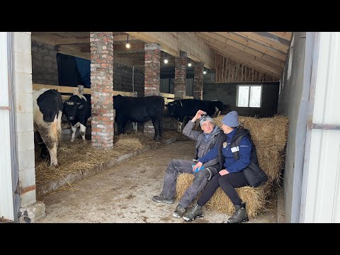 Видео: Відгодівля бичків, млин, січкарня… Зимовий догляд!!! Рівненщина!!!