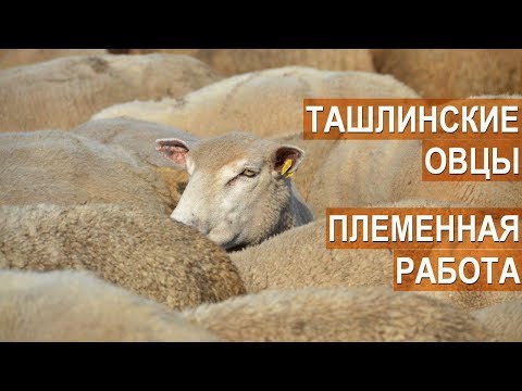 Видео: Племенная работа с овцами Ташлинской породы. КФХ Тимофеевых