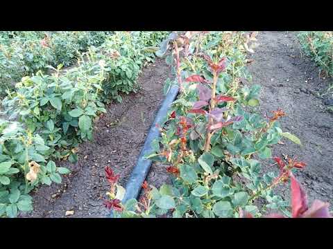 Видео: Мощные стимуляторы для повторного цветения!!! rozapochtoi.ru