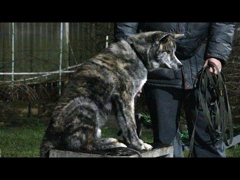 Видео: ДТ-101. Правильный щенок акита-ину Хошико.