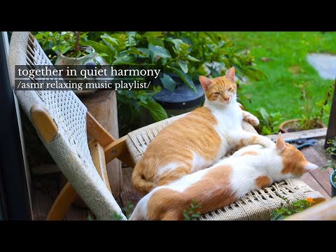 Видео: вместе в тихой гармонии - /плейлист с расслабляющей музыкой asmr/