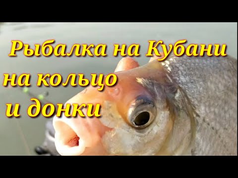 Видео: Рыбалка на реке Кубань.Рыбалка на кольцо и донки.