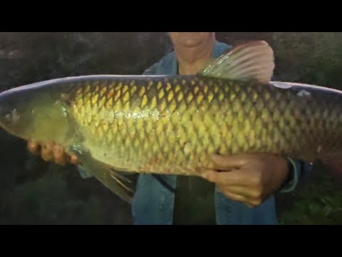 Видео: ЖОР РЫБЫ В НЕПОГОДУ р.Или-Іле Қазақстан.#балык #fishing #рыбалка #рыбалканафидер #carpfishing 