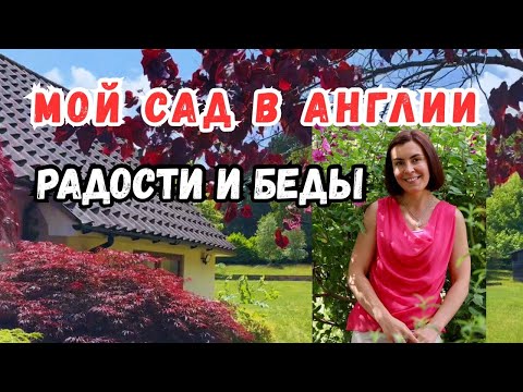 Видео: Сад в Англии. Радости и проблемы садов в английской глубинке. Японские клены, олени
