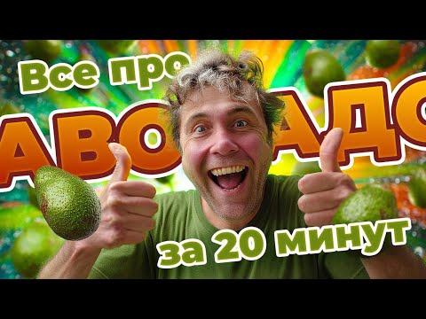 Видео: Ты точно ел его неправильно! Авокадо без секретов🥑