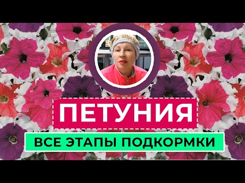 Видео: ПЕТУНИЯ. Все этапы подкормки