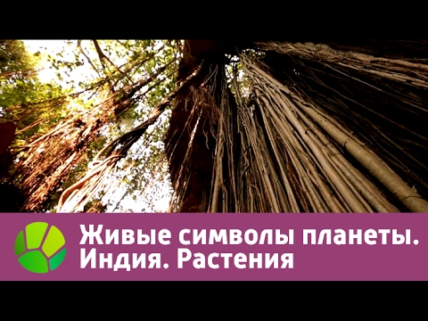Видео: Живые символы планеты. Индия. Растения | Живая Планета