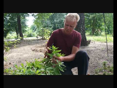 Видео: Размножение рододендронов (2 часть)