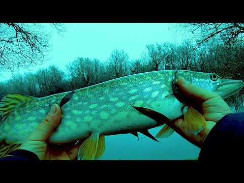 Видео: ЧТО ЖЕ МЫ РАНЬШЕ ТАК НЕ ЛОВИЛИ ЗИМОЙ!Река ДНЕСТР ! ЭТО ВЕСЕЛО! Самая Дешевая Насадка на Щуку!