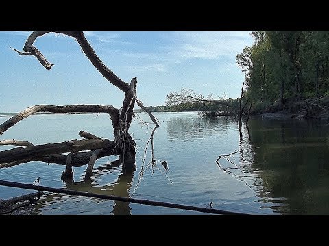 Видео: КРОКОДИЛЫ РВУТ ПОРОЛОН НА ЧАСТИ !!!!РЫБАЛКА В КОРЯГАХ!!
