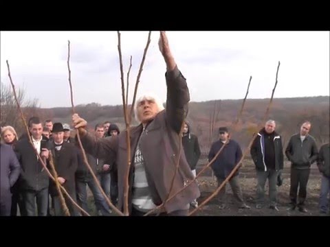 Видео: Формирование короны ореха по методу КИКТЕНКО