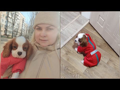 Видео: Первая прогулка Кавалер Кинг Чарльз Спаниель / одежда  для щенка
