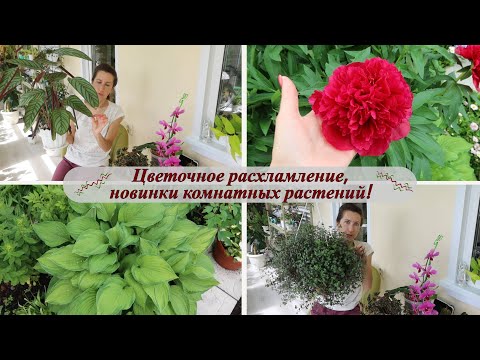 Видео: Цветочное расхламление, весенние новинки комнатных растений, цветник 6 июня 2024, видео - болталка!