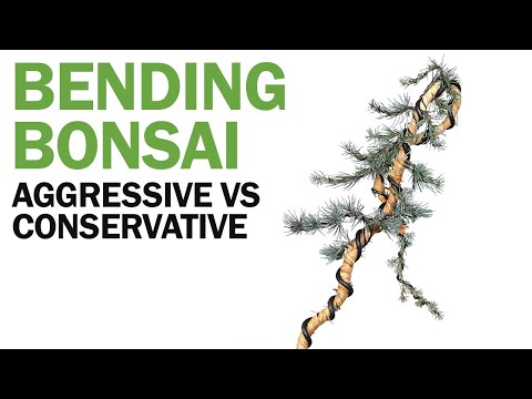 Видео: Как согнуть ветви дерева бонсай: агрессивный и консервативный подход