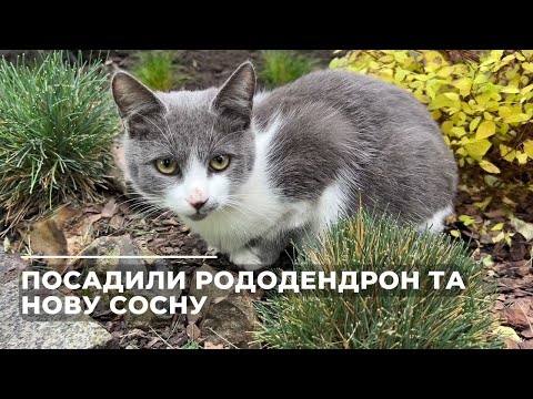 Видео: Посадили рододендрон та нову сосну