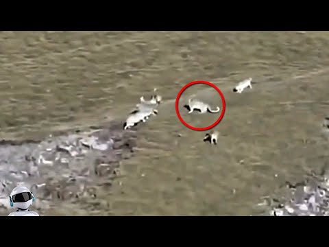 Видео: Стая Волков Окружила Барса / Битвы Животных Снятые на Камеру