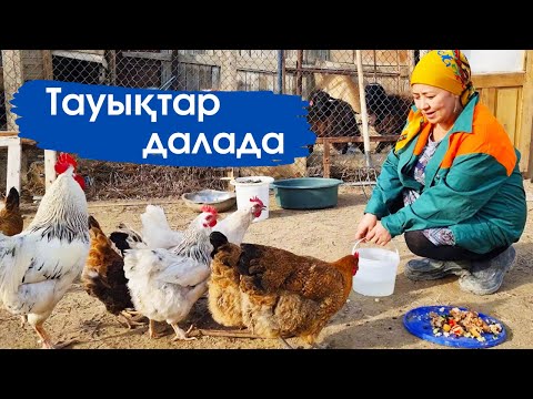 Видео: Vlog. Тауықтар жайбарақат далада жүр. Тауықтар даладан қарсы алды