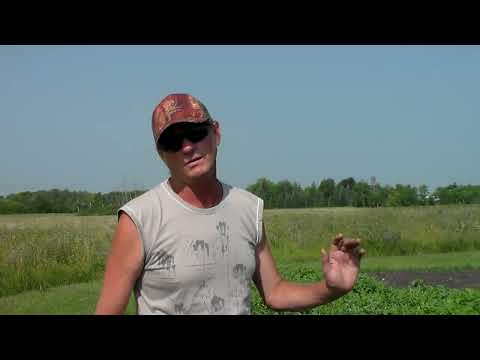 Видео: Обрезка арбузов и дынь! Канада