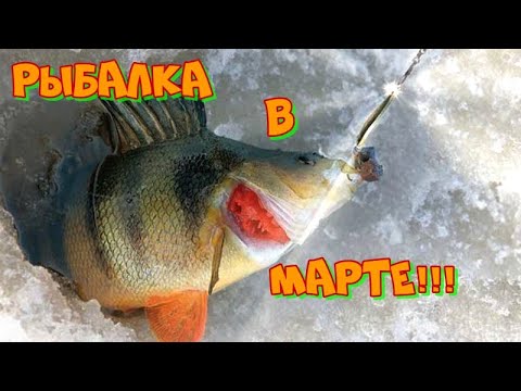 Видео: Весенняя рыбалка на Онежском озере!!! Ловим окуня и снимаем на камеру. Поклёвки окуня на камеру.