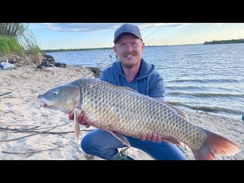 Видео: Big fish Рыбалка на Амуре сазан эксклюзив