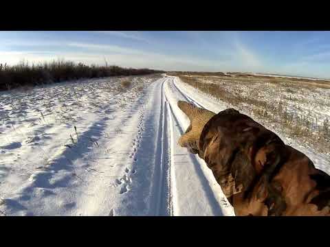 Видео: Шикарная Охота на Зайца по свежему снегу. Классика!
