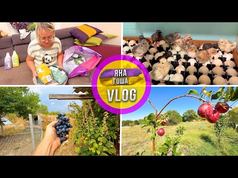 Видео: У нас цыплята! Распаковка покупок с ВБ. Последний урожай в этом году.