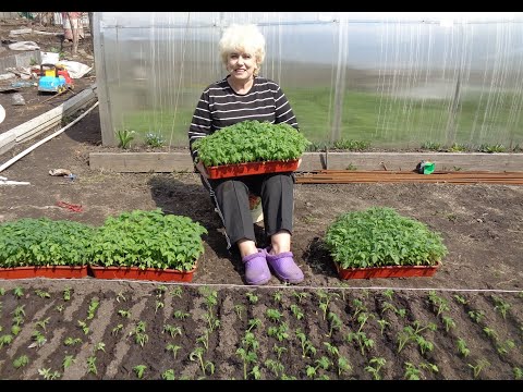 Видео: Выращивание рассады томатов в тоннелях. Как прогреть грунт? Ольга Чернова.