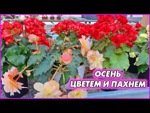 Видео: Осень на хутор пришла. Работы меньше не становится