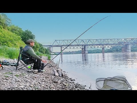 Видео: Великолепная Сырть на ГЭС Летом .Вимба реки Волхов .Ловля Сырти на Фидер.