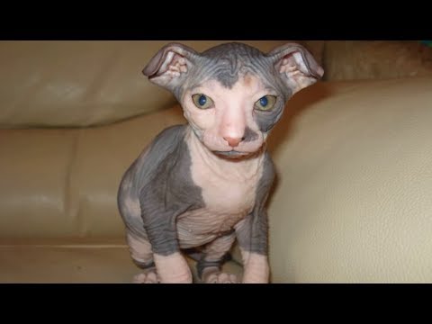 Видео: И за что их любят?! Лысые породы кошек