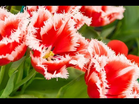 Видео: Самые красивые сорта ТЮЛЬПАНОВ. Топ - 25.The most beautiful tulips