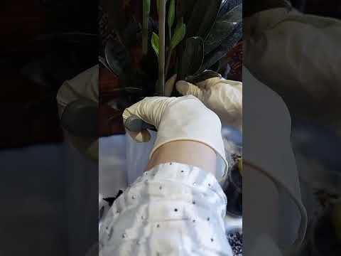 Видео: N:146 Zamiyakulkasni ko‘paytirish, eksperiment 1-qism #gullar #flowers #zamioculcas #цветы