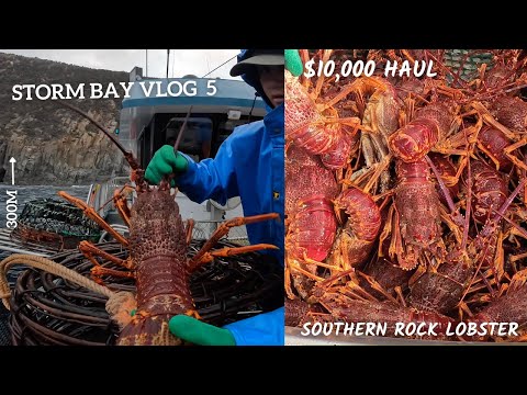 Видео: МЫ ВЕРНУЛИСЬ!! - Ловля омаров под САМЫМИ ВЫСОКИМИ СКАЛАМИ в южном полушарии.
