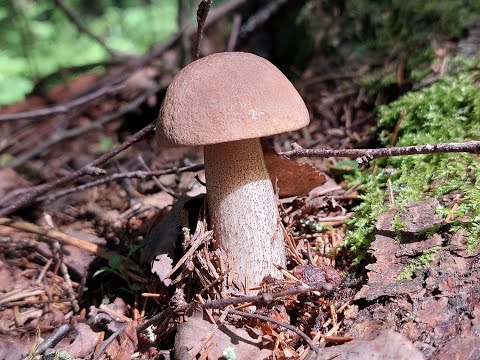 Видео: Первые белые грибы. Поход за грибами!