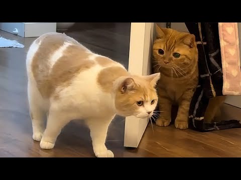 Видео: Самые ДРАМАТИЧНЫЕ КОТЫ здесь! 😂 Смешные видео с кошками 2025 года