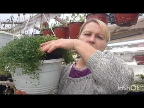 Видео: солейролия, размножение 🪴