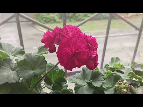 Видео: 26 мая ЮВ Баронесса и другие