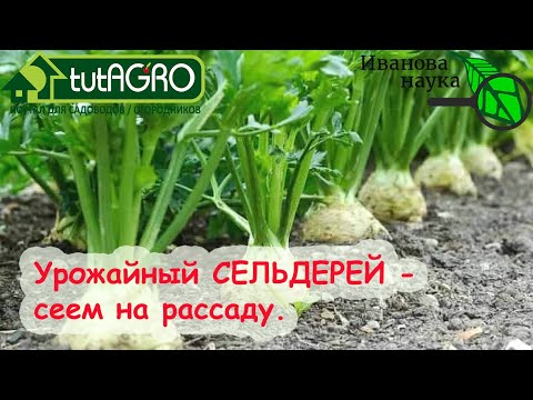 Видео: Для суставов и почек, красоты и мужской силы... сеем СЕЛЬДЕРЕЙ! Просто и надежно!